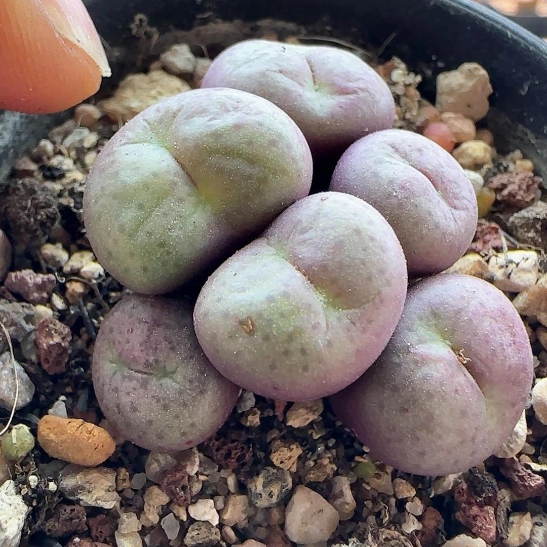 脱土发货28包邮29039