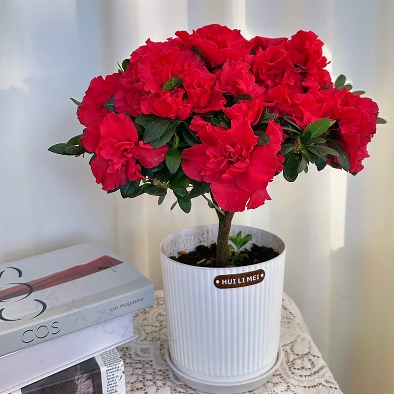 杨梅红杜鹃花圆竖纹盆带花苞盆栽室内外四季开花植物阳台好养活