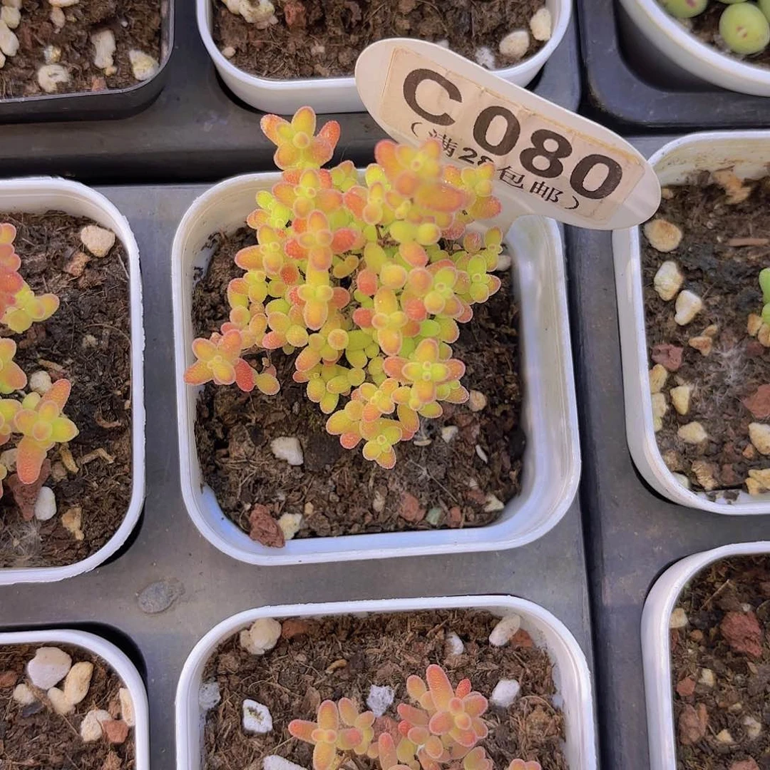 C080蜜桔一物一拍