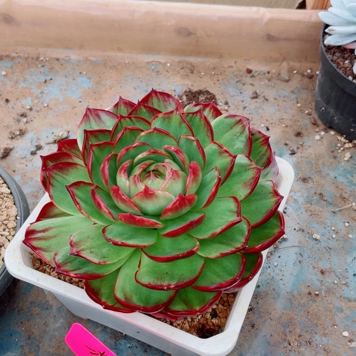 惊鸿仙子多肉植物180