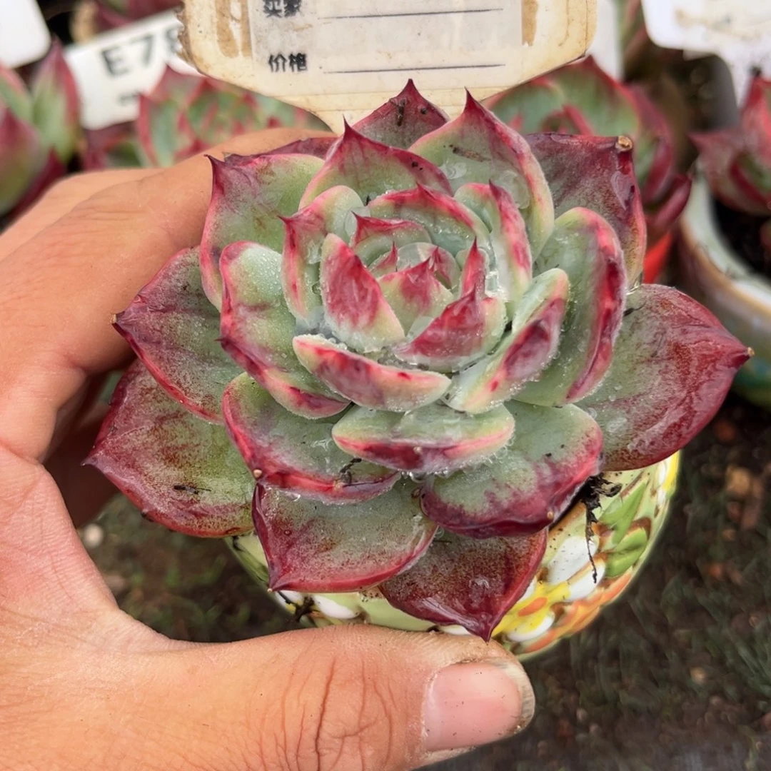 惊鸿一瞥624号多肉