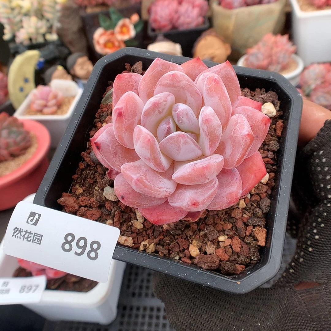 898雪天使多肉植物666