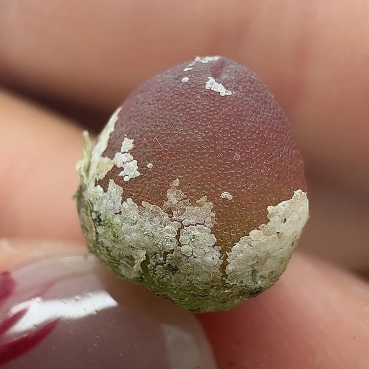 老马生石花哈默451