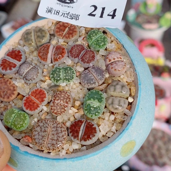 214 生石花花花花开了214