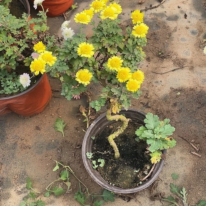 江***东35计划经济菊花菊花家