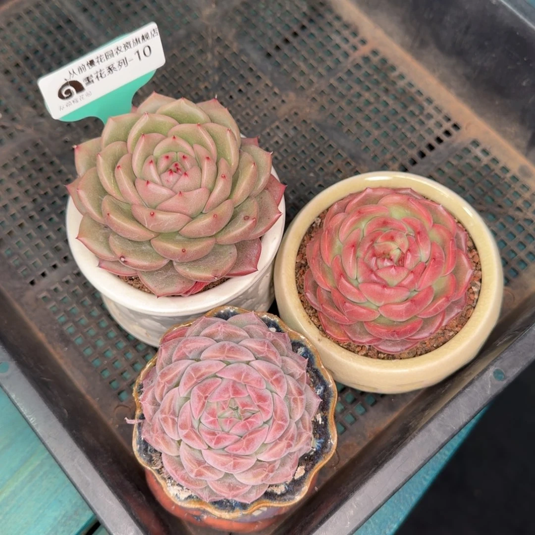 从前慢雪花多肉10