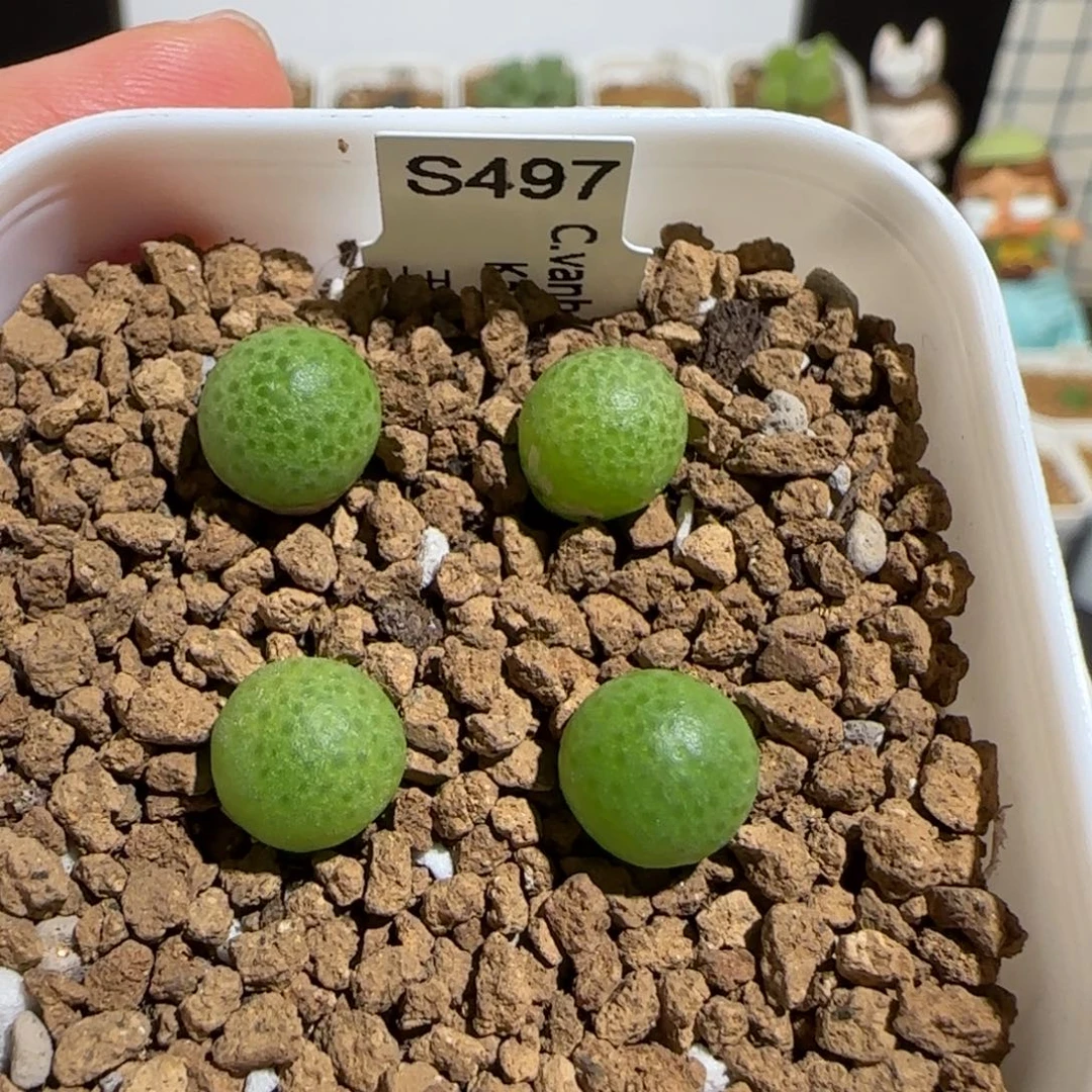 肉锥多肉植物组合-玉米一盆1396
