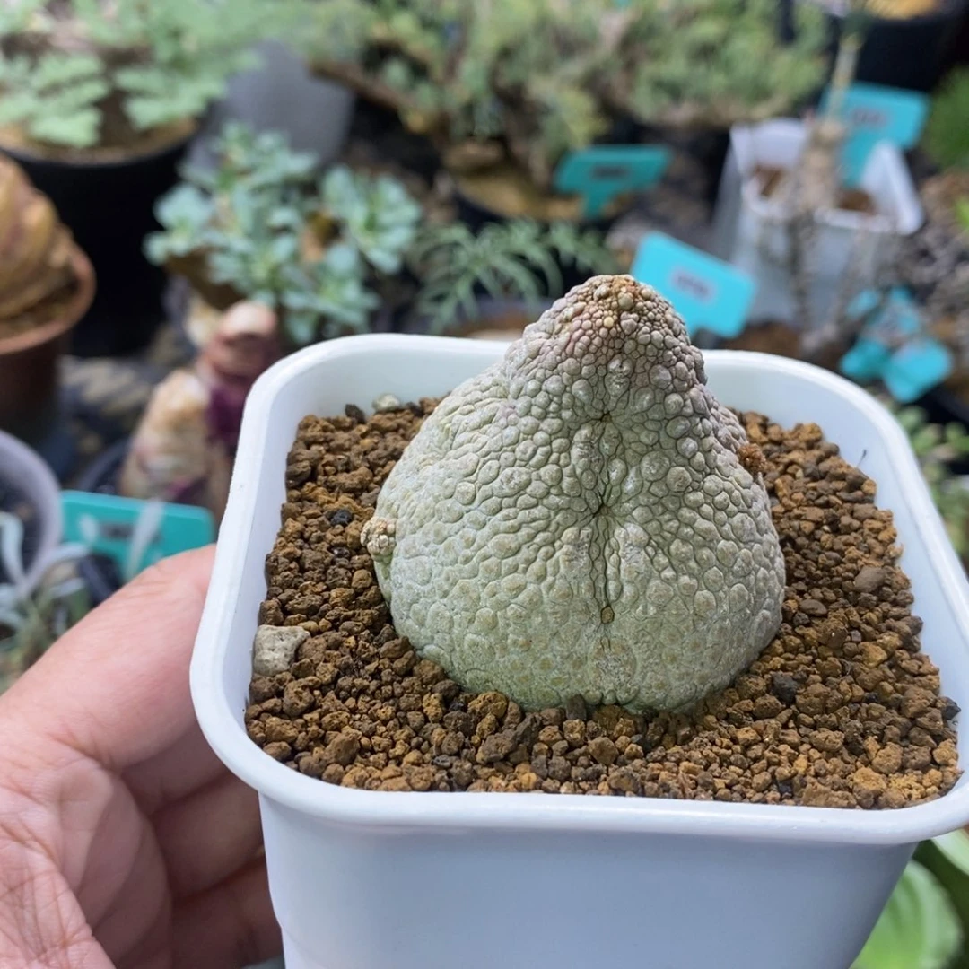 凝蹄玉多肉植物一个