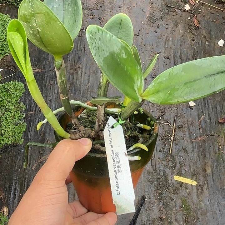 完全开放插脚英特