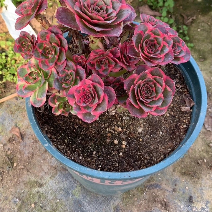 多***界1136纳福多肉植物特价