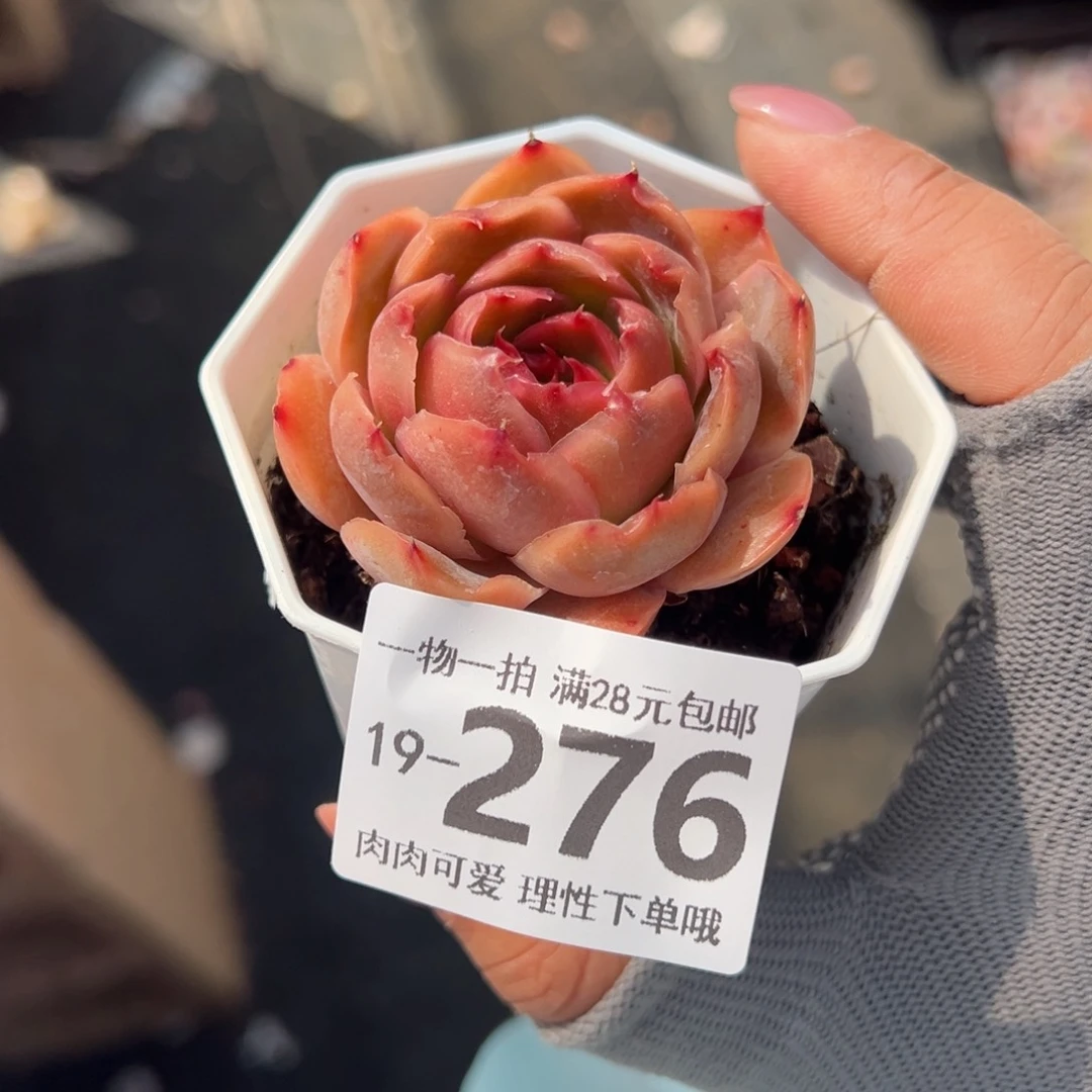 东云虾饺多肉多肉多肉多肉