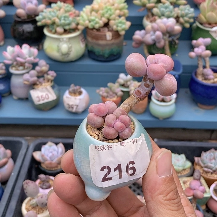 216腰子桃蛋15带盆