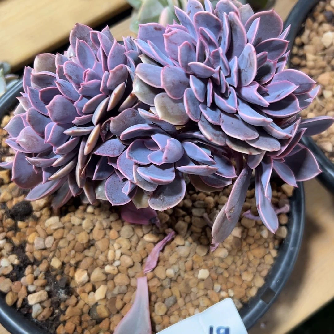 子*221-69紫丁香缀化多肉