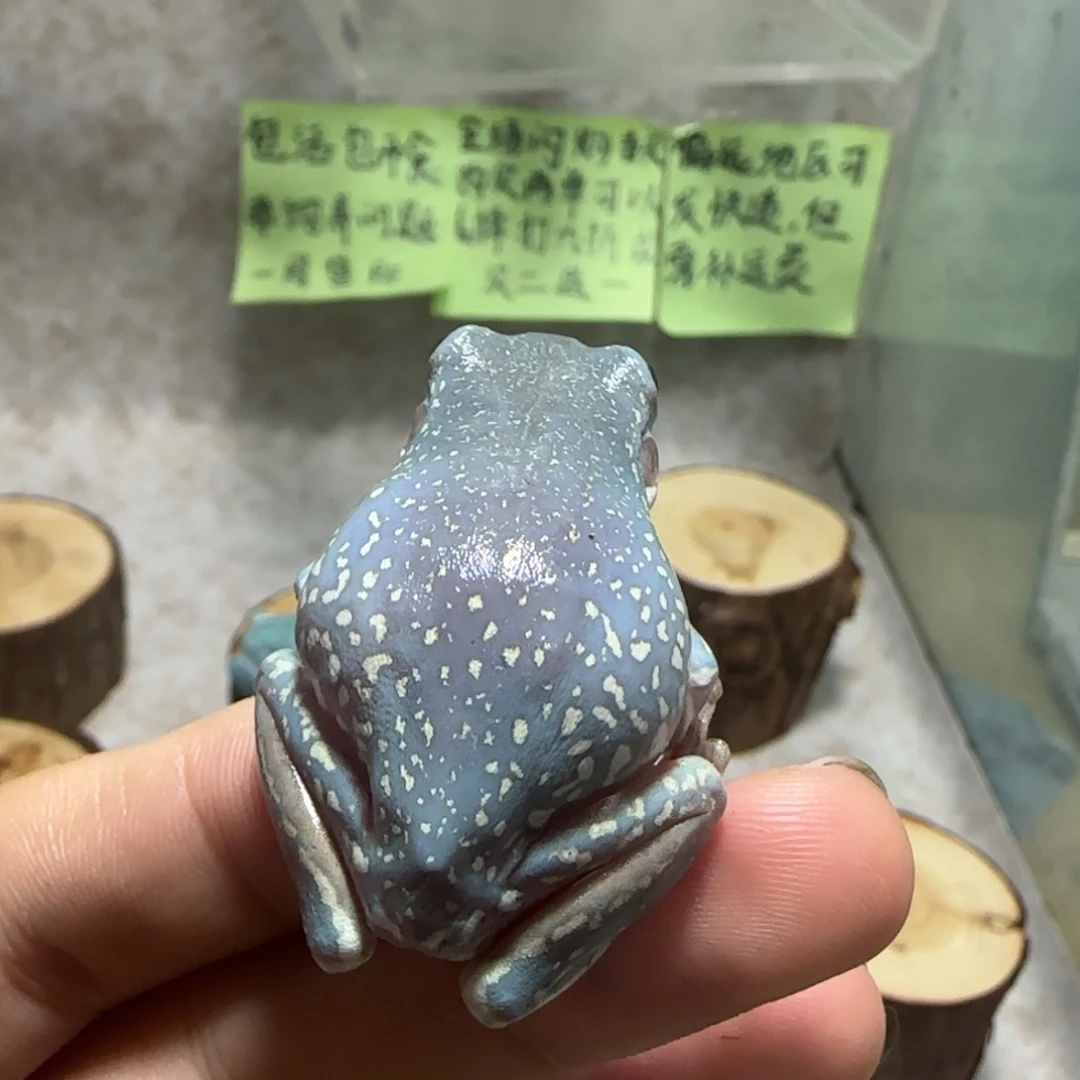 老爷树蛙3 奥蓝特蓝大暴雪