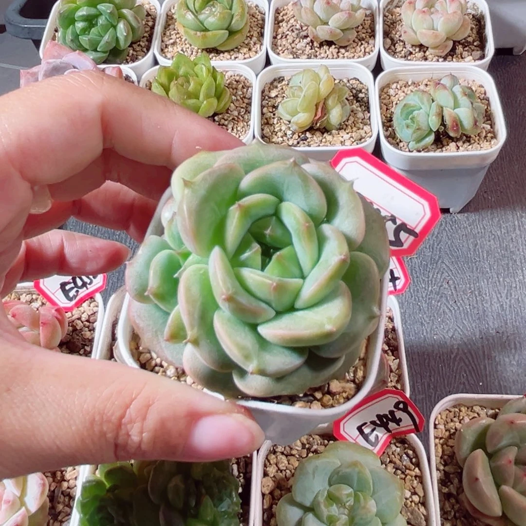 E455 6一物一拍 18米包邮
