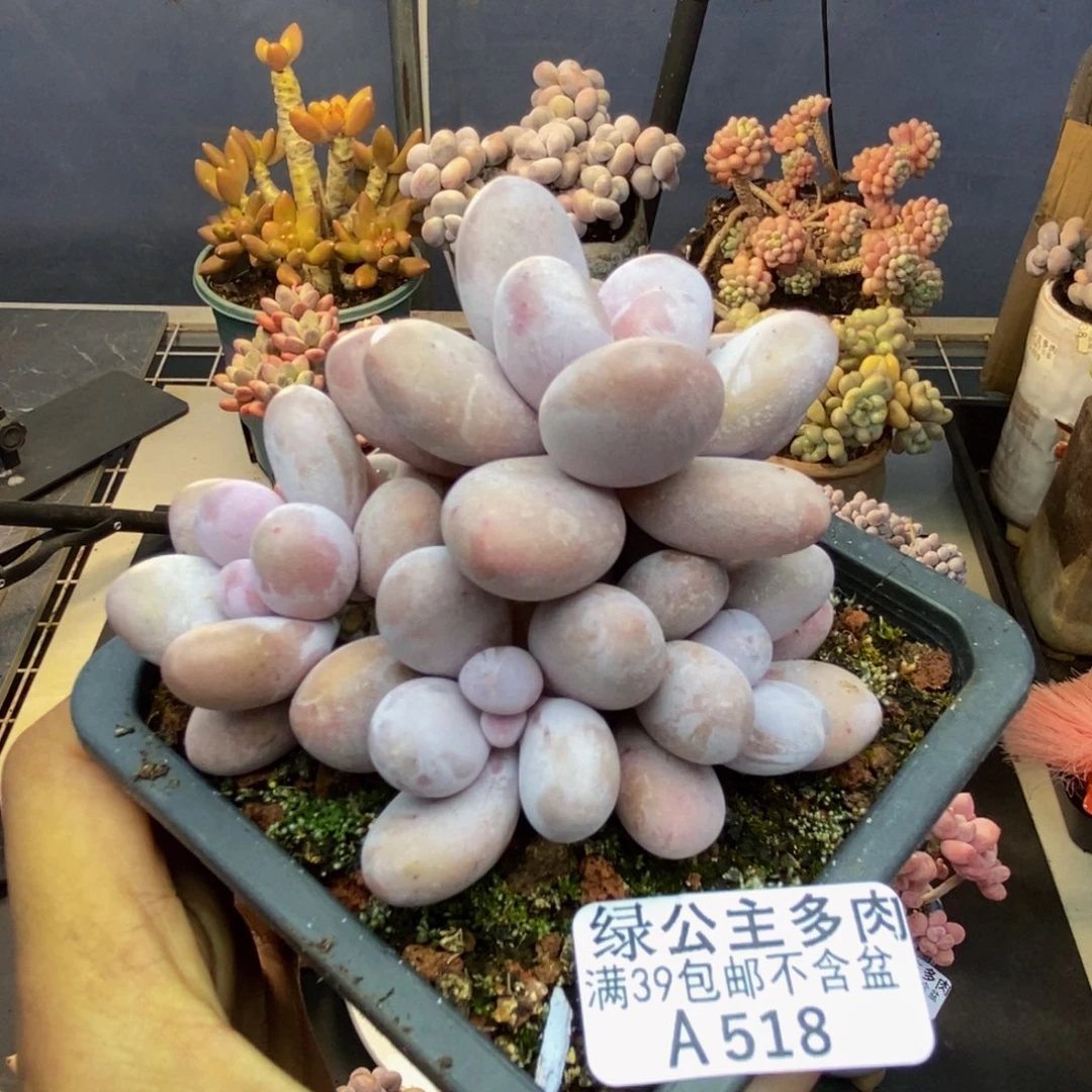 518水光针多肉8cm