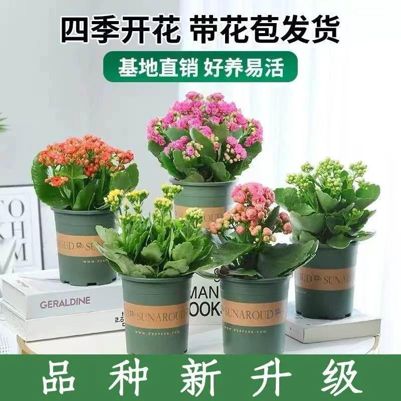 稀有品种金狐狸长寿花盆栽重瓣大花室内阳台花卉四季开花带花苞