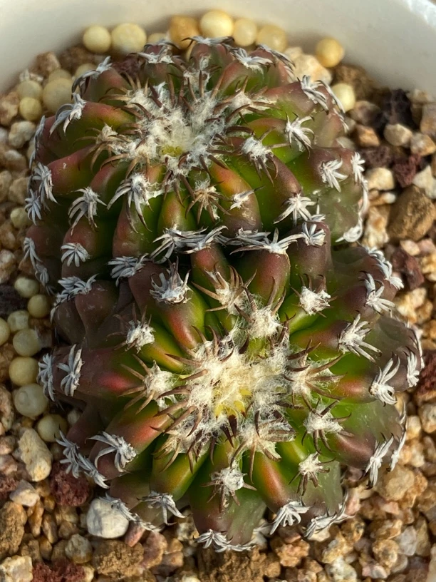 仙人球奇特球双头实生籽播球体冠径5.9厘米一物一拍实物拍摄