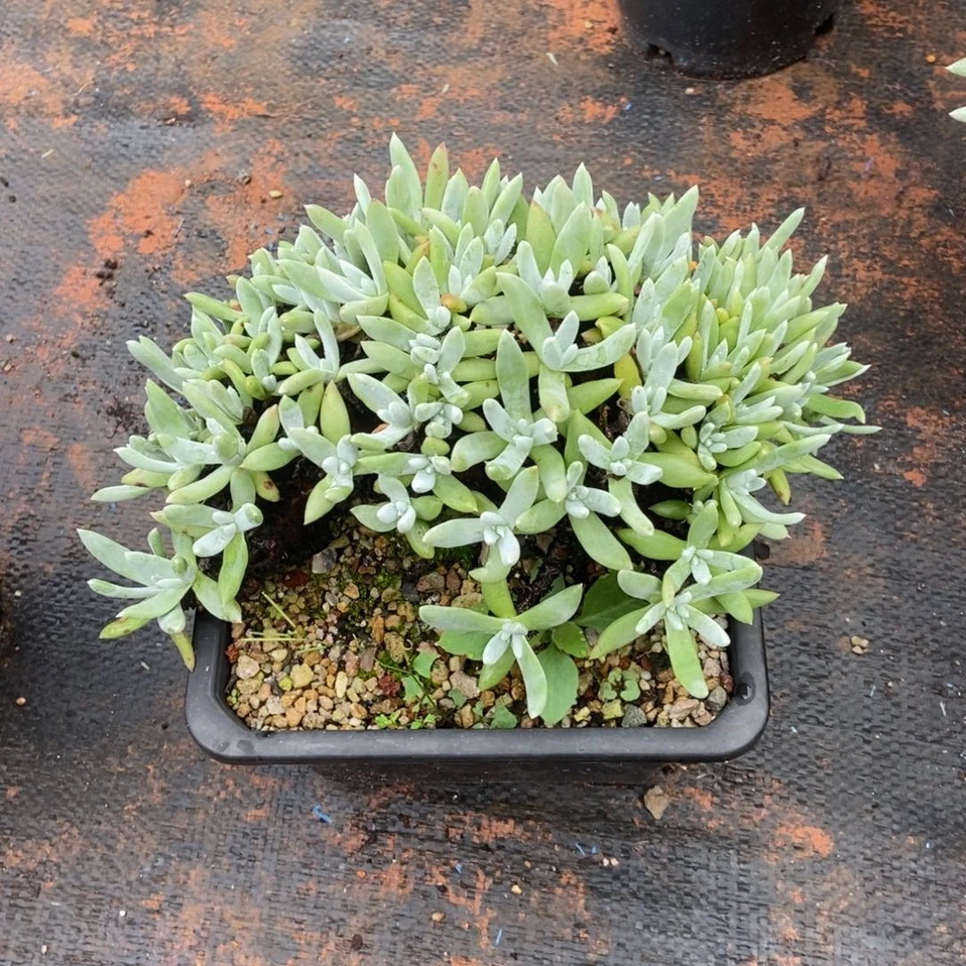 绿菊杂整版多肉植物