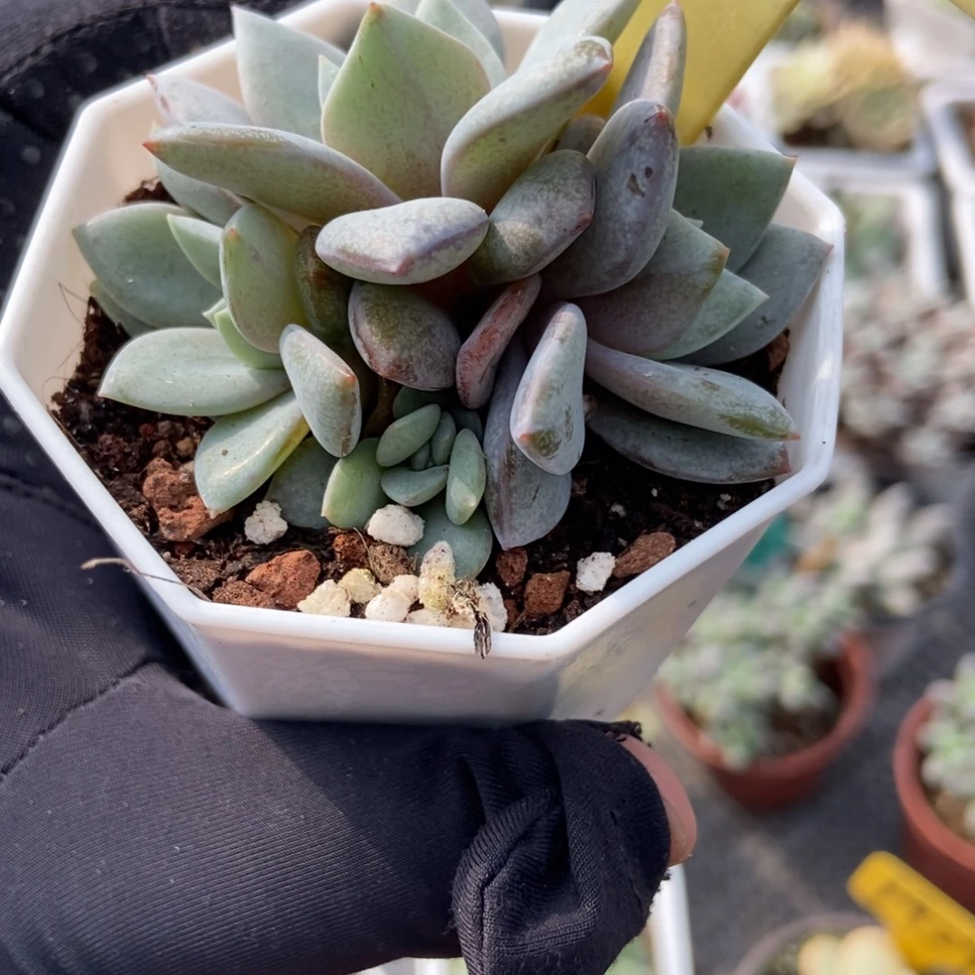 2082德国香槟多肉植物