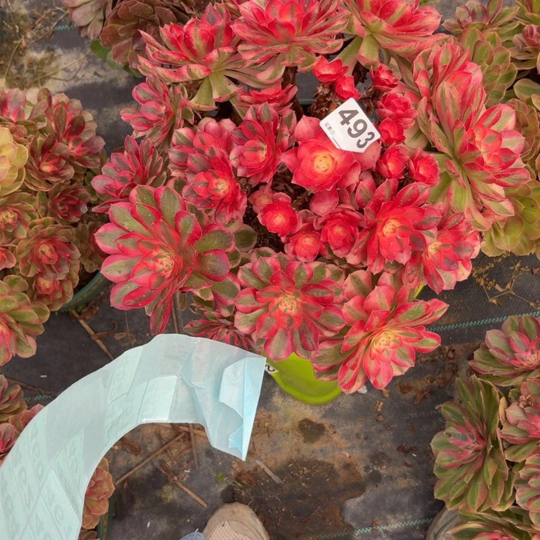 七***子193大倾城多肉植物福利