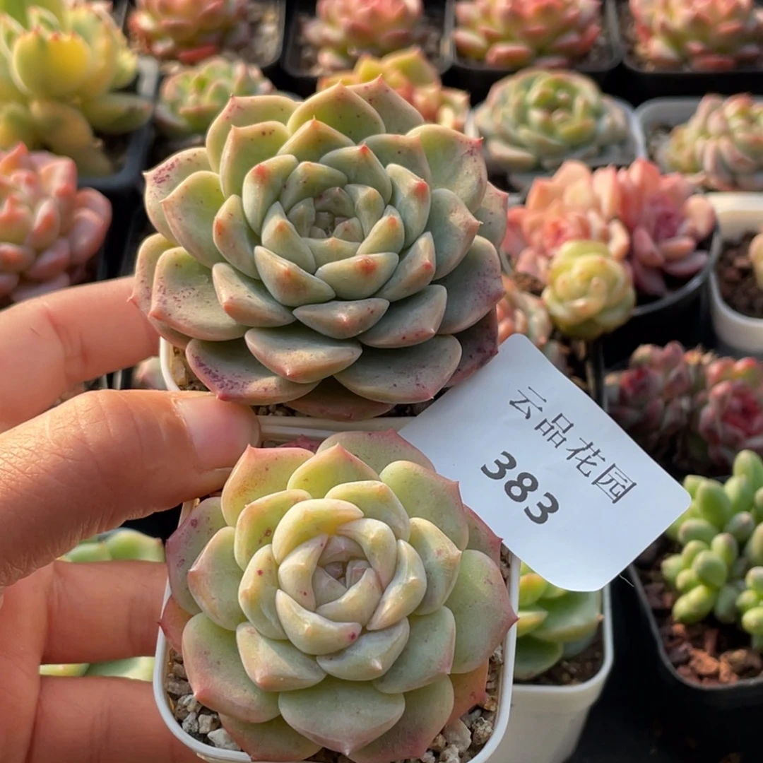 383号糖心冰心珍妮 2