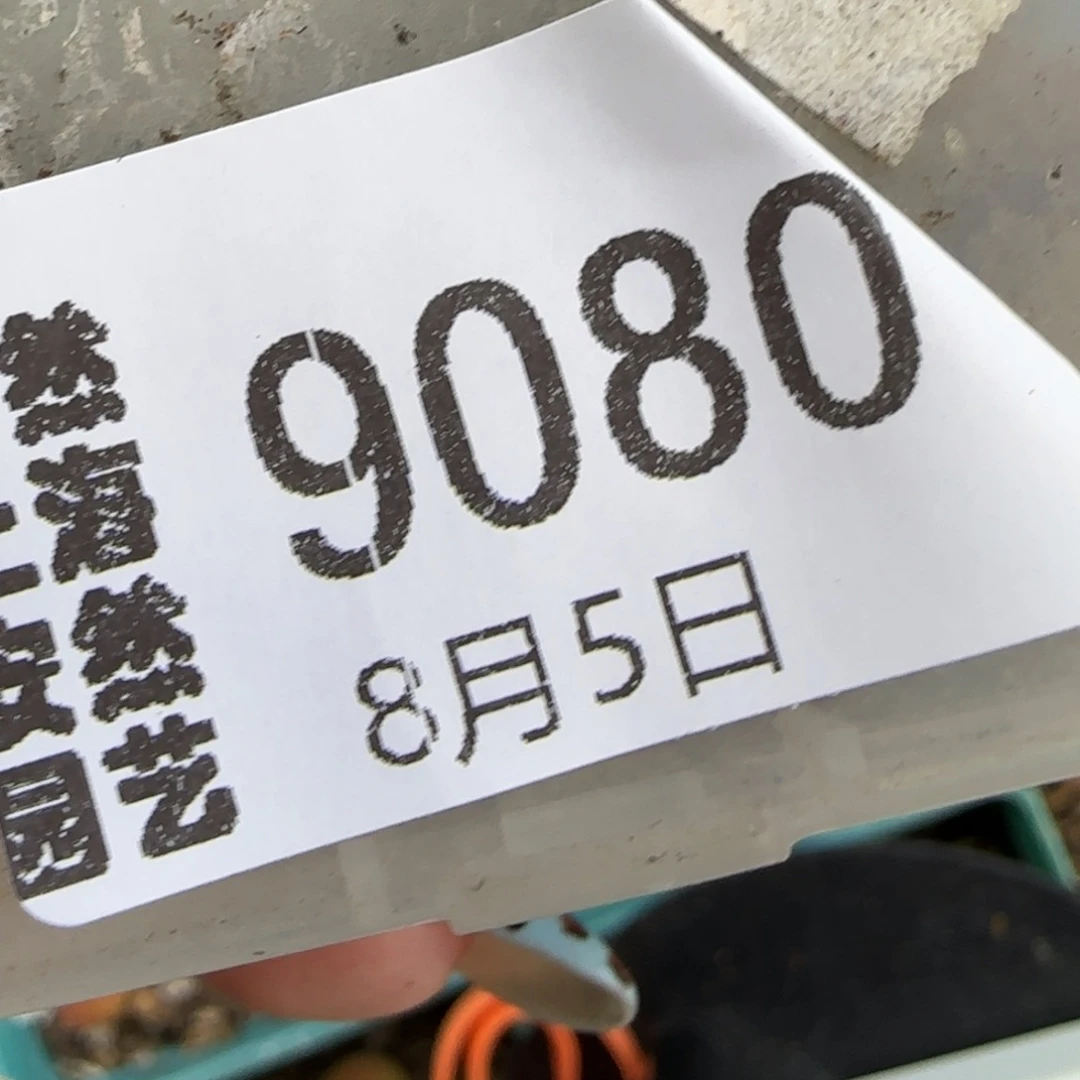 包***️8.5。    毛 。   9080。 带土球