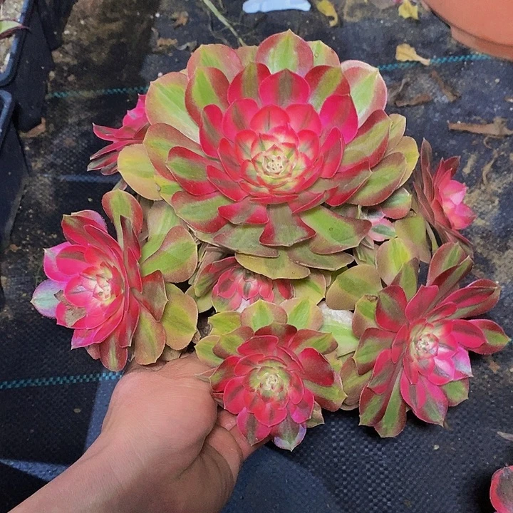 多肉植物保护研究所