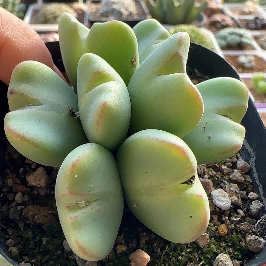 S****—28包邮脱土发货25513