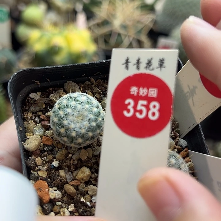 实生北境娇丽1.9cm