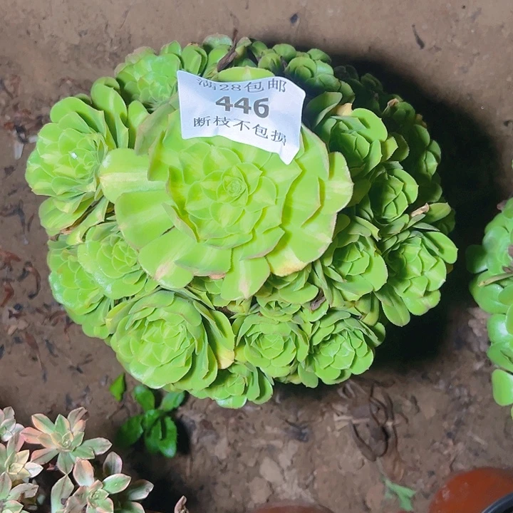 446翡翠琉璃多肉植物