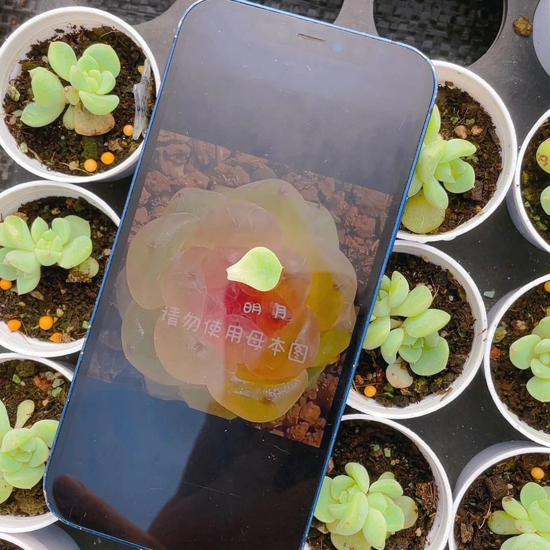 T0叶子一片一个满25包邮