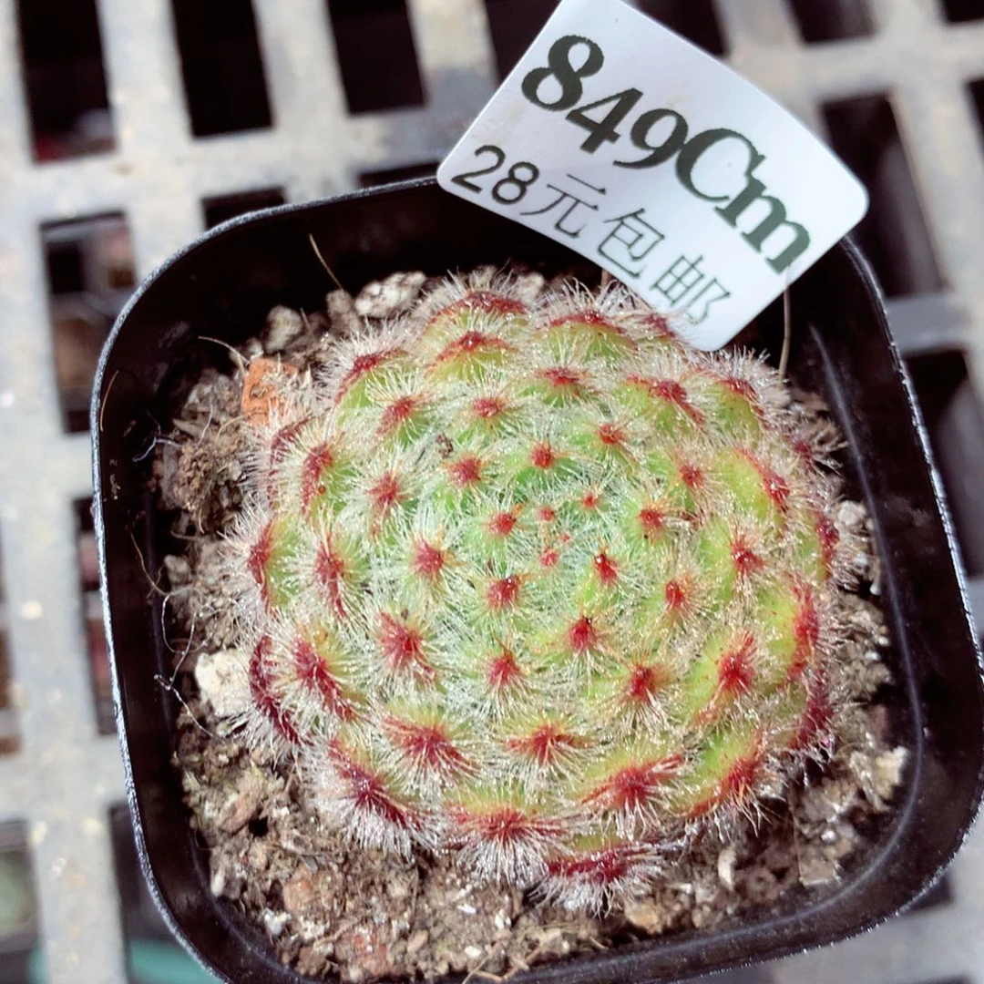 5厘米盆精控多肉849