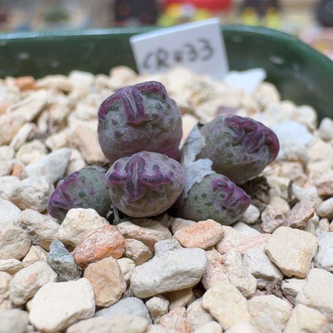 ?*X0120-46肉锥肉锥肉锥