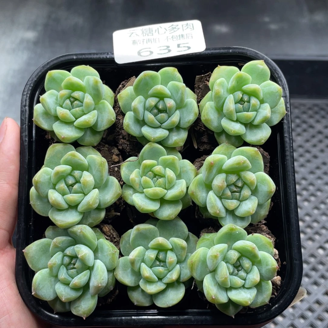 云糖心多肉植物635