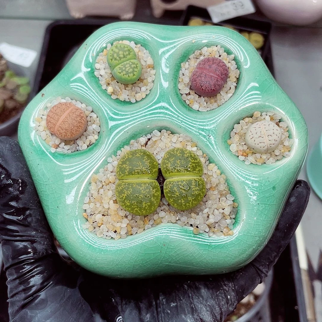 生石花18包邮0917-50