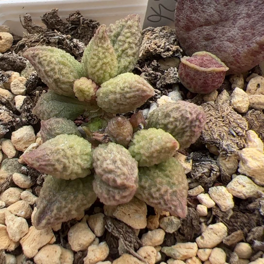 实生新品整颗多肉植物水泡