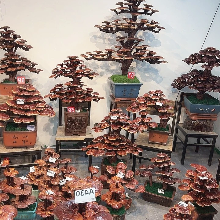 灵芝888888888888888888