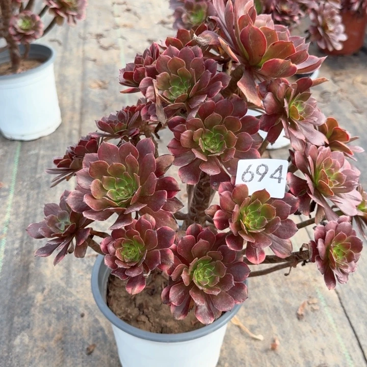 烟花法师不包损694