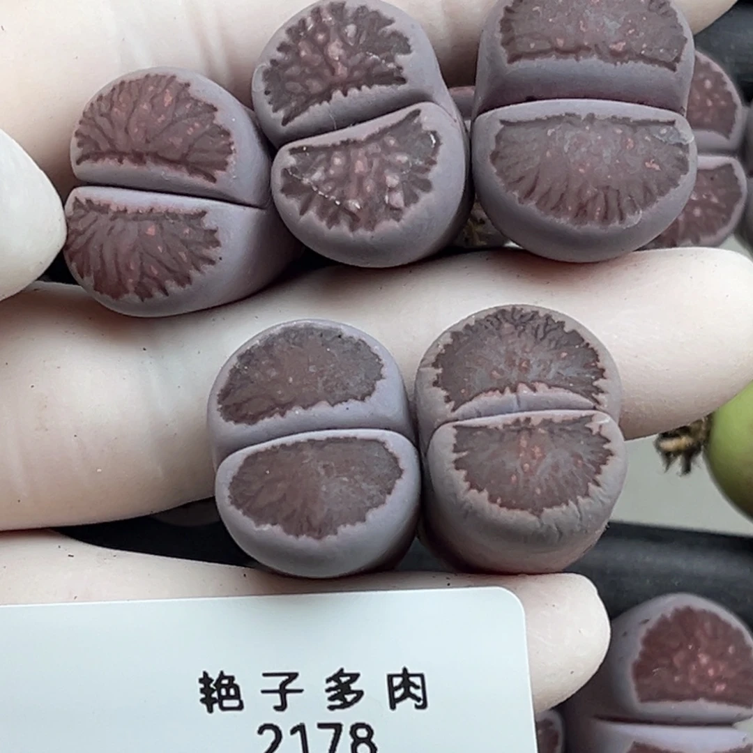 d***r2178号一首四颗紫菊发货