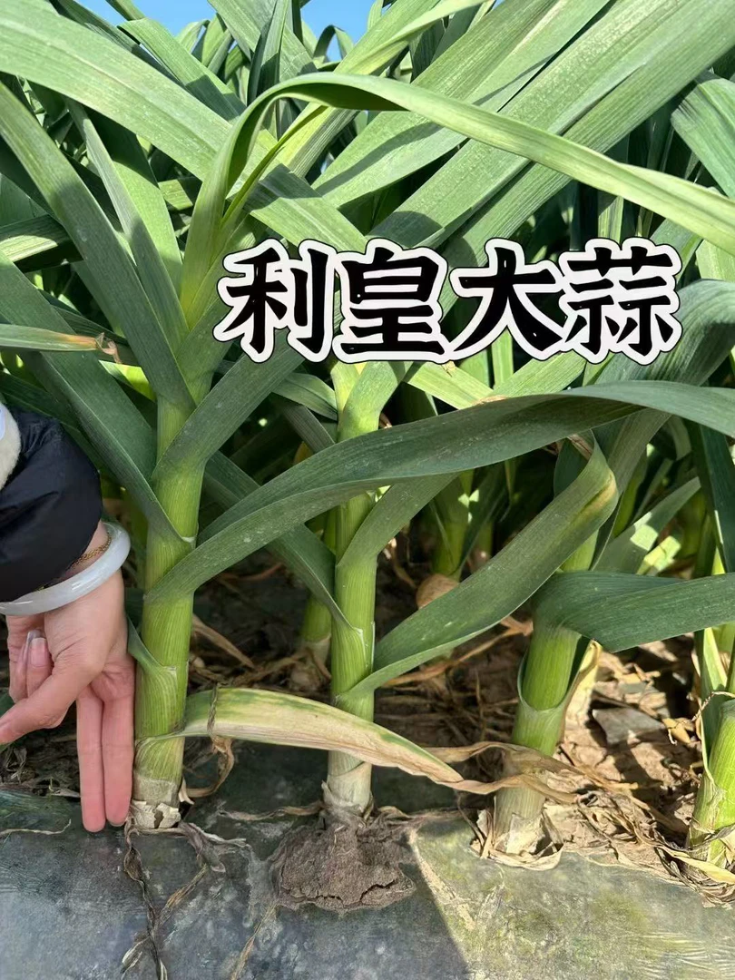 利皇大蒜，抗重茬，高产抗病
