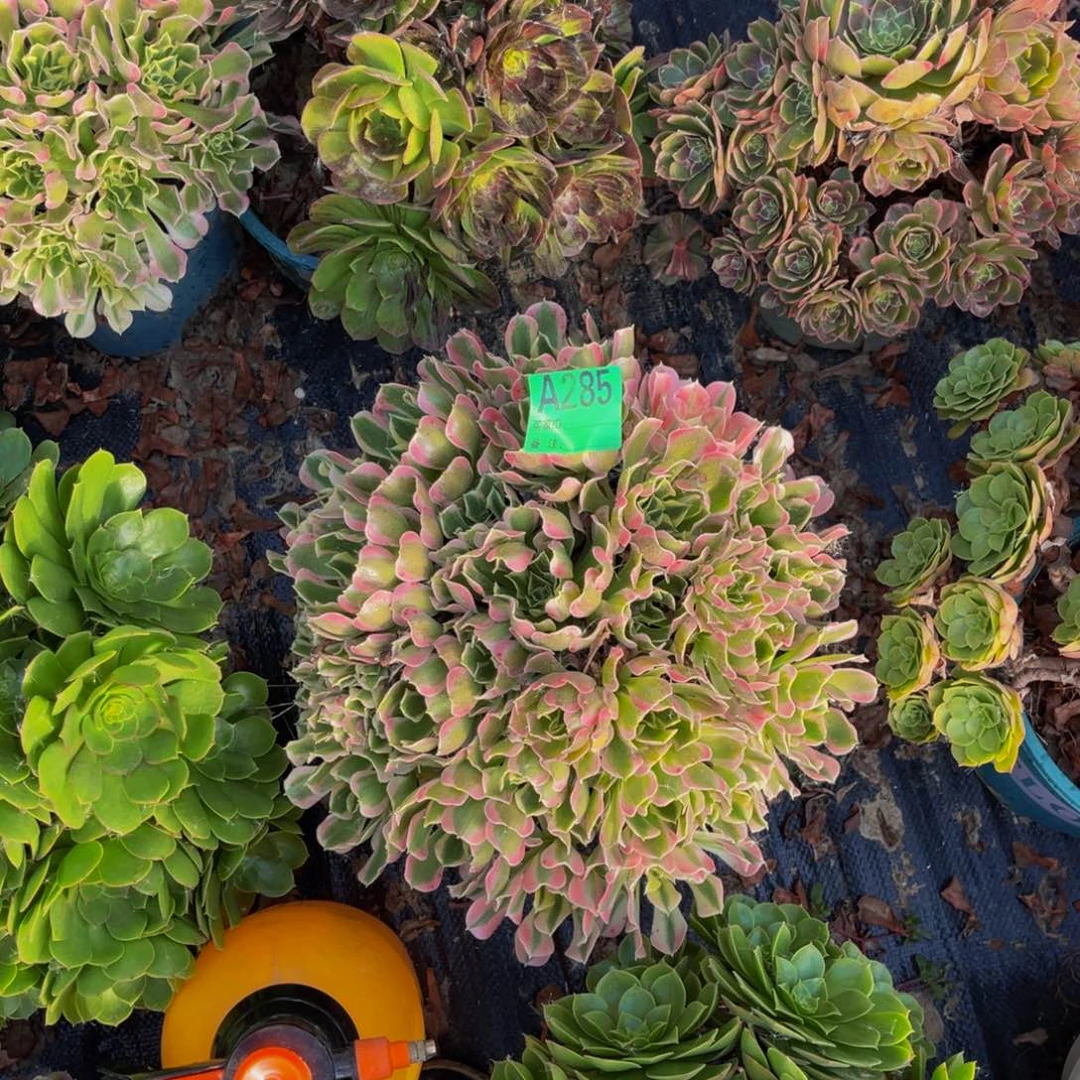 白凤法师朵朵1-12