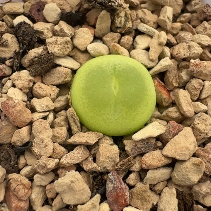 377带盆5888888888888