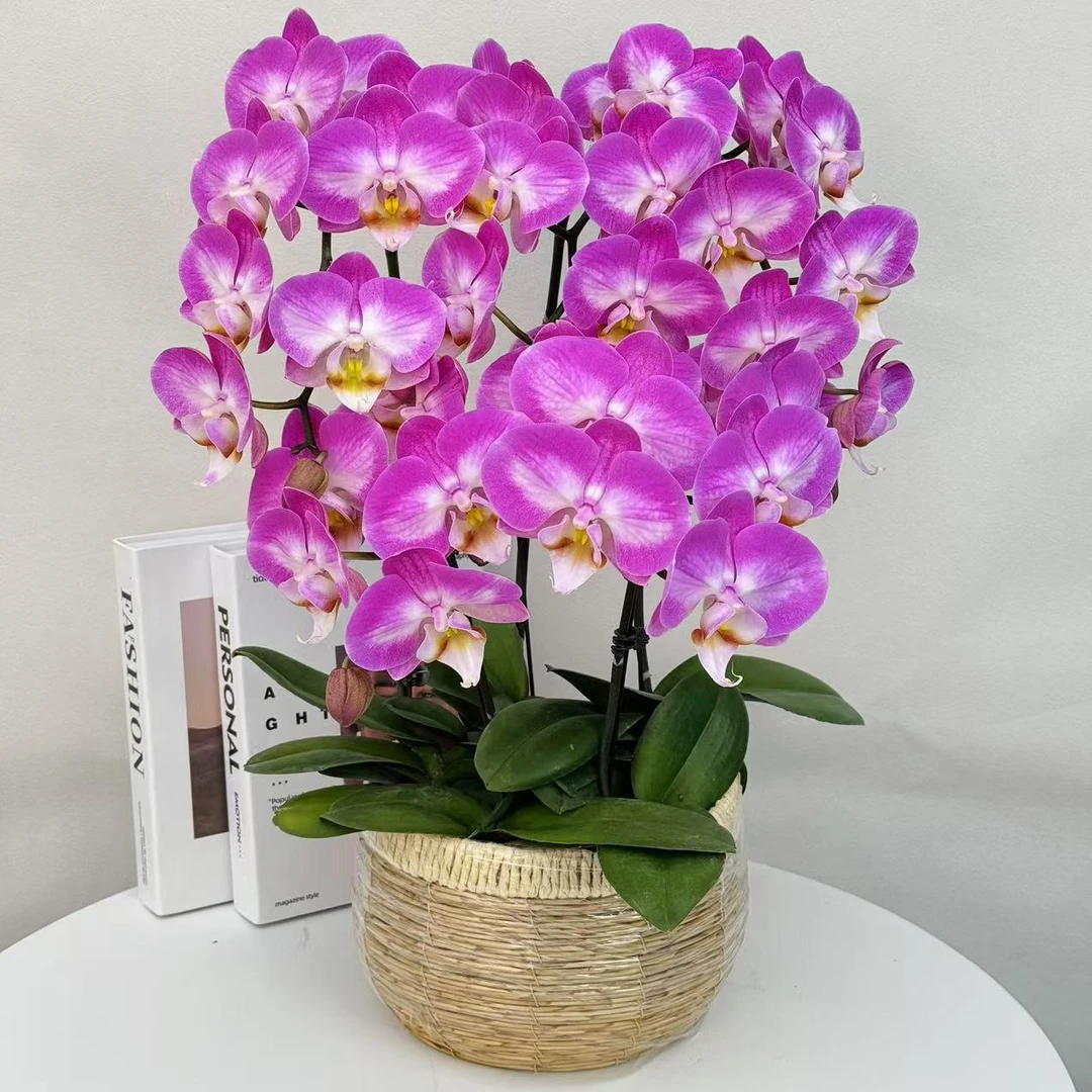 蝴蝶兰【雪山飞狐】高档大气丝绒质感花瓣 好养耐养 基地直发