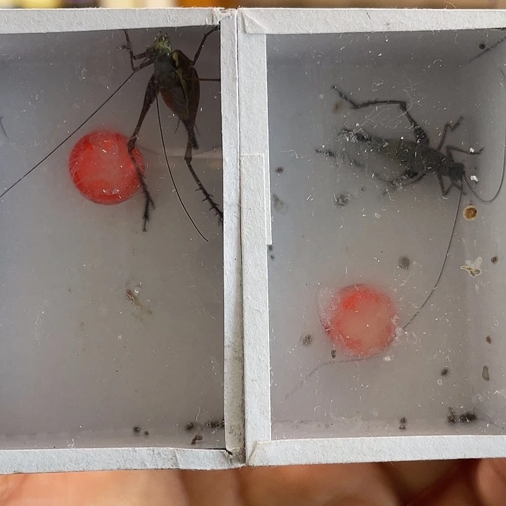 短须琥珀2条啊啊啊啊