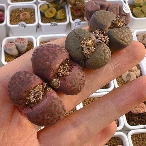 【闪购商品】25755