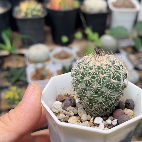 无花朵娇丽实生母本一颗3.6cm