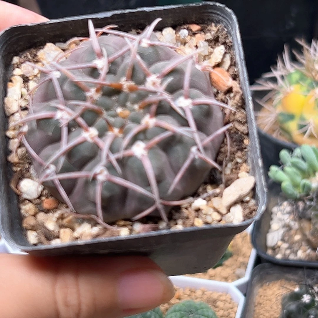 无花朵粗刺裸萼实生