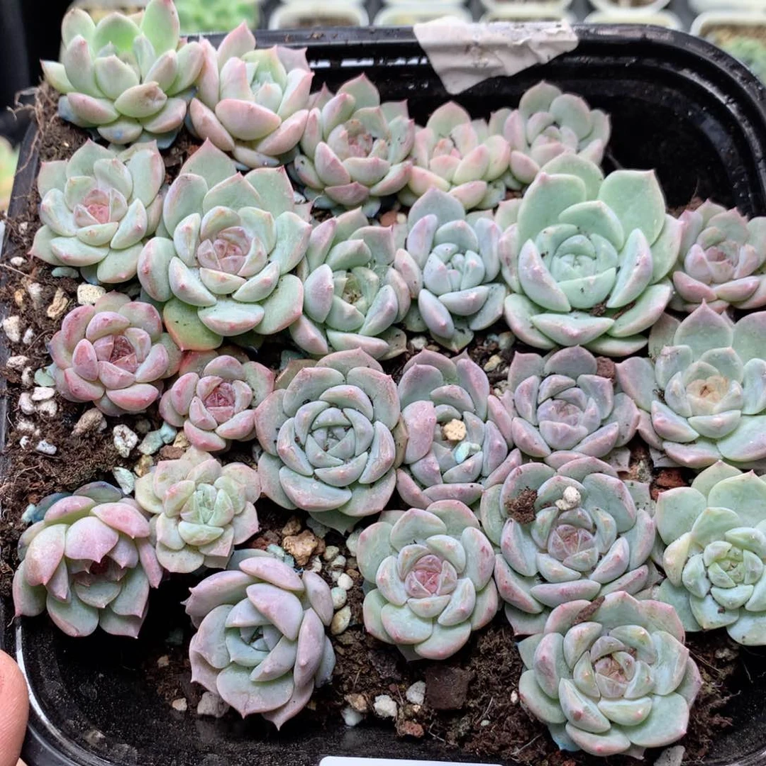无花朵S50月英语英语英语