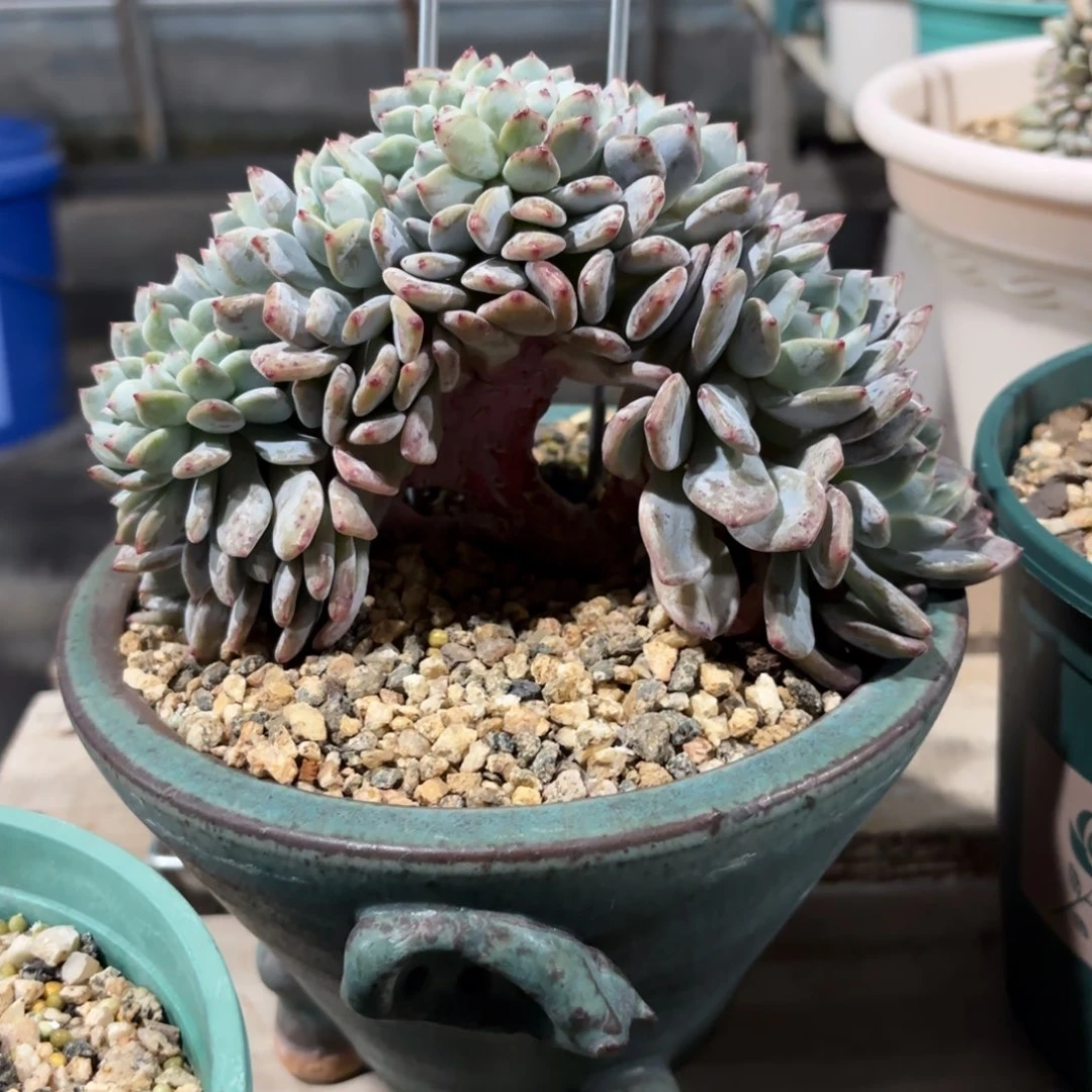 叶插橙梦露缀化，20头左右